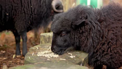 Close-up-shot-of-Ouessant-sheep-eating-food-pellets-off-a-wooden-log