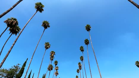 Tall-palm-trees-looking-up-in-the-blue-sky-of-Los-Angeles,-scenic-Hollywood-scene