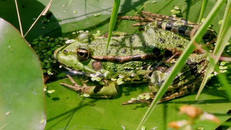 Close-up-shot-of-a-pool-frog-resting-on-lily-pads-in-a-pond