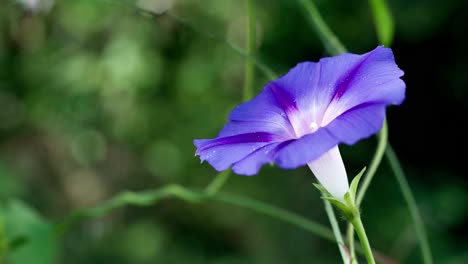 Purple-Ipomoea--close-up-in-garden