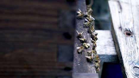 Statische-Aufnahme-Eines-Schwarms-Europäischer-Dunkler-Bienen,-Die-Sich-In-Der-Nähe-Ihres-Bienenstocks-Versammeln
