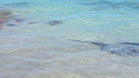 Static-video-of-a-stingray-swimming-underwater-at-Chat-'N'-Chill-on-Exuma-in-the-Bahamas