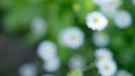 Group-of-chamomile-flowers-with-camera-movement-in-organic-garden