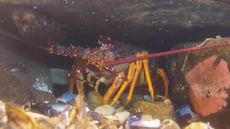 A-crayfish-feeding-under-a-rock.-New-Zealand