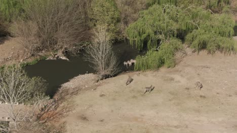 Drone-aerial,-Zebra-small-herd-drinking-at-a-river-in-the-wild-on-a-winters-morning