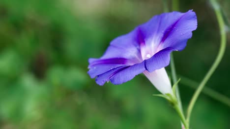 Purple-Ipomoea--in-garden,-Dordogne