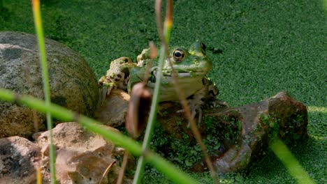Close-up-shot-of-a-pool-frog-resting-on-the-rocks-beside-a-pond