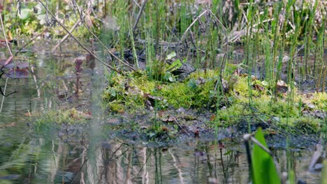 Close-up-pool-frog-and-Marsh-frog-standing-in-the-water-at-the-side-of-a-pond