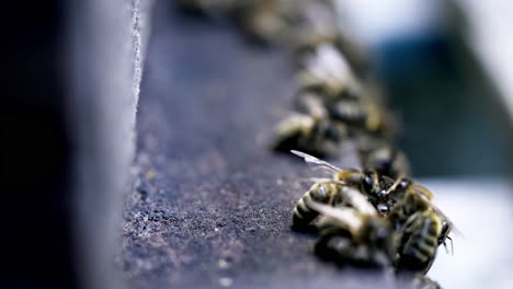 Europäische-Dunkle-Biene-Bereit-Zum-Abheben