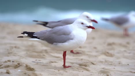Flock-of-Australian-silver-gull,-chroicocephalus-novaehollandiae-perched-on-the-sandy-beach-on-a-windy-day-at-the-coastal-environment,-handheld-motion-close-up-shot