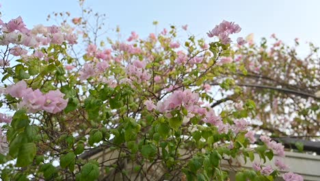 Blühende-Bougainvillea-Blumen,-Leuchtend-Rosa-Papierblumen-In-Einem-Hinterhof