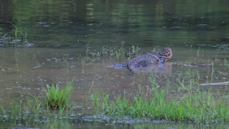 On-the-left-a-monitor-lizard-is-lying-still-on-the-ground,-and-as-the-camera-pans-to-the-right-another-monitor-lizard-can-be-seen-wading-in-the-water-in-front-of-a-heron-and-flying-butterflies