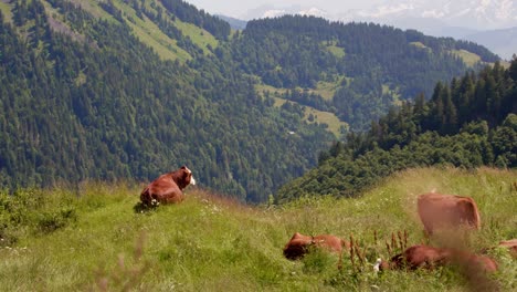 Quiet-Abondance-Cows-Resting-Over-French-Alps-In-Col-de-l'Arpettaz,-Auvergne-Rhône-Alpes-Region,-France