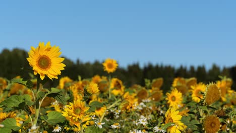Sonnenblumenfeld-An-Sonnigen-Tagen
