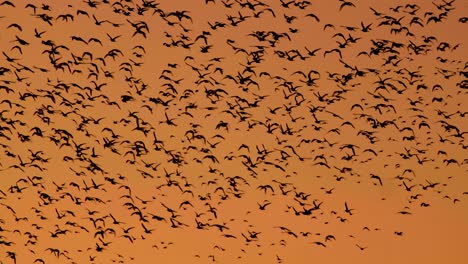 Large-Flock-Of-Birds-In-Orange-Sky-at-sunset