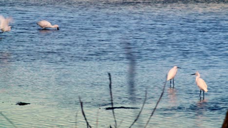 Seagull,-Egret,-Spoonbill-,-Heron,-Haunting-In-Water