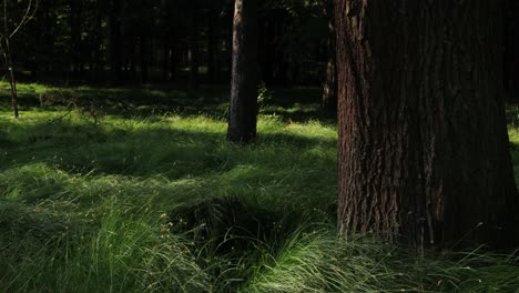 A-mesmerizing-timelapse-capturing-a-tree-surrounded-by-green-grass-swaying-in-strong-winds