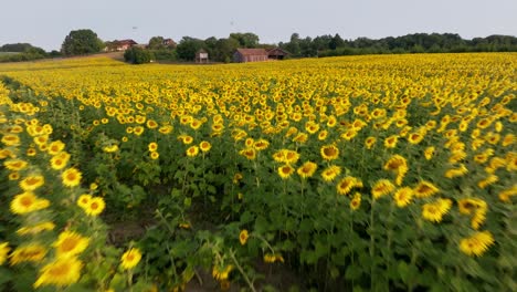 Cinematic-aerial-shot-of-a-large-field-of-blooming-sunflowers,-there's-a-wooden-shed-in-the-background