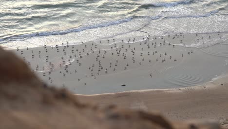 Aerial-view-of-beach-with-lots-of-seagulls