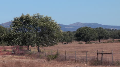 Alentejo-landscape-in-the-pastoral-area,-with-dry-and-brown-grass,-cork-oak-trees-and-mountains-in-the-background