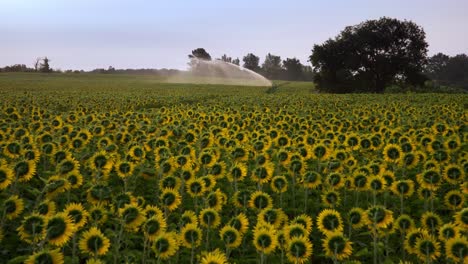 Aktives-Bewässerungssystem,-Das-Große-Sonnenblumenfelder-In-Der-Dordogne-In-Frankreich-Bewässert