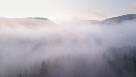 Espesa-Niebla-En-El-Bosque-De-Pinos,-Mirada-Misteriosa-Durante-La-Puesta-De-Sol