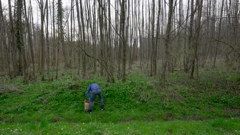 Man-bent-over-against-hillside-in-leaveless-forest-gathers-and-plucks-wild-garlic