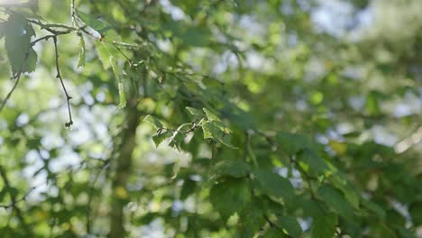 Baumzweig-Mit-Schönen-Grünen-Blättern,-Wobei-Die-Sonne-Durch-Die-Blätter-Scheint,-Nahaufnahme