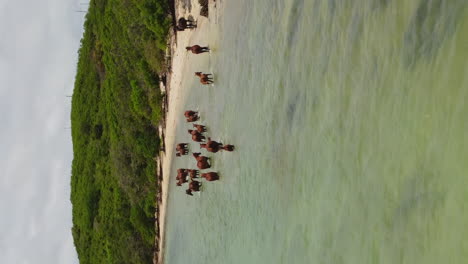 Vertical-aerial-parallax-around-wild-horses-in-shallow-water,-New-Caledonia-north-coast