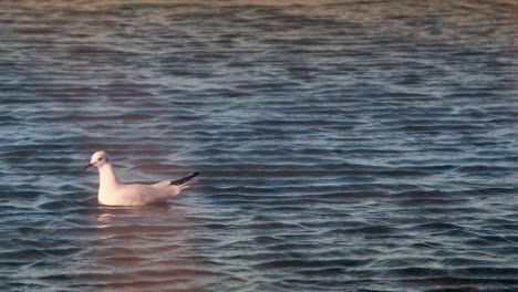 Silver-Gull-Seagull-Bird-Floating-On-Water
