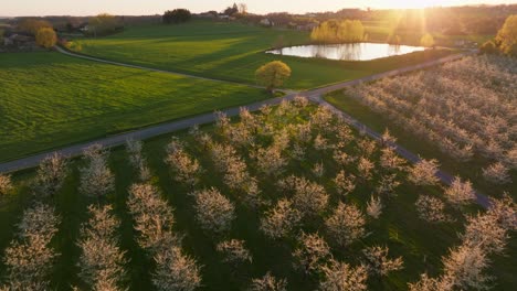 Eine-Atemberaubende-Luftaufnahme-Blühender-Pflaumenplantagen-Bei-Sonnenuntergang-In-Der-Malerischen-Landschaft-Frankreichs