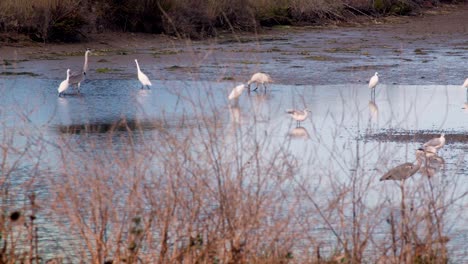 Seagull,-Egret,-Spoonbill-,-Heron,-Fishing-In-Shallow-Water-Of-Pond,-Lake
