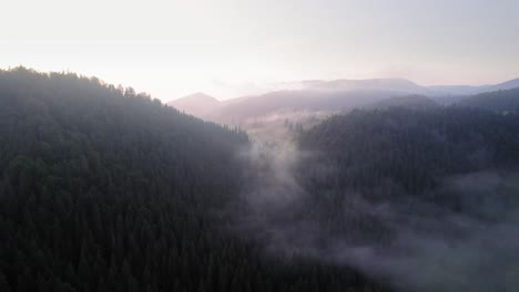 Niedriger-Nebel-Zwischen-Den-Bäumen-In-Einem-Bergwald
