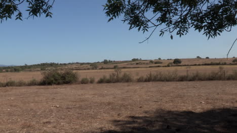 Alentejo-landscape-in-brown-tones-and-some-trees-in-the-middle