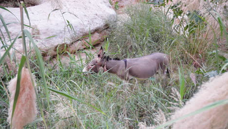 Donkey-in-Wadi-in-Oman