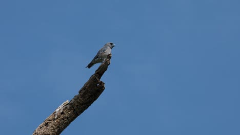 With-the-blue-sky-as-it-background,-the-Ashy-Woodswallow-Artamus-Fuscus-is-perched-high-up-on-a-bare-branch-of-a-tree-while-preening-its-feathers-and-wings,-at-Phukaeo-Wildlife-Sanctuary,-Thailand