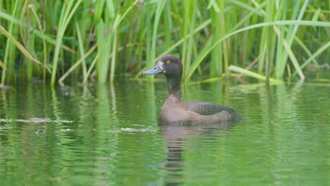 Isolated-Female-Tufted-Duck-in-the-Water-Against-Green-Reed-Background