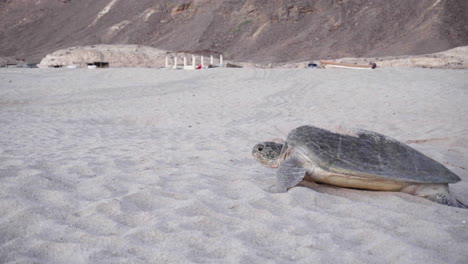 Schildkröte-Am-Strand-Von-Oman,-Nachdem-Sie-Eier-Gelegt-Hat