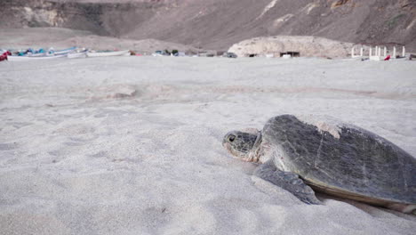 Schildkröte-Am-Strand,-Nachdem-Sie-Eier-Am-Strand-Von-Oman-Gelegt-Hat