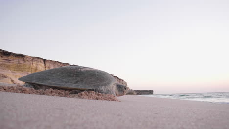 Schildkröte-Geht-Am-Frühen-Morgen-In-Den-Golf-Von-Oman
