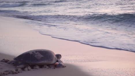 Schildkröte-Geht-Am-Frühen-Morgen-In-Den-Strand-Des-Golfs-Von-Oman