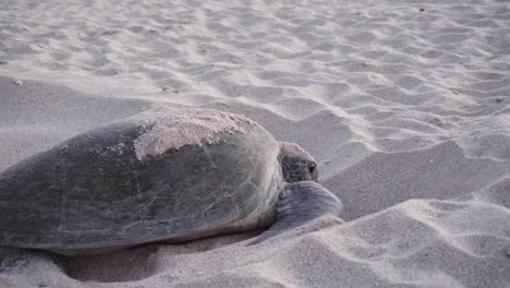 Schildkröte-Bedeckt-Nest-Mit-Eiern-Am-Strand-Im-Golf-Von-Oman