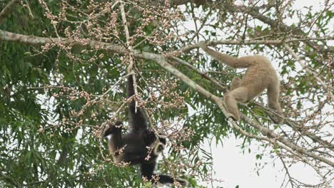 Two-individuals-hanging-and-feeding-the-black-one-reaches-down-while-the-other-resting-on-the-branch-while-choosing-fruits-to-eat,-White-handed-Gibbon-Hylobates-lar-,-Thailand