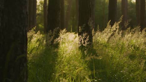 Hohe-Gräser-Und-Unkraut-Zwischen-Baumstämmen-In-Einem-Wunderschönen-Wald