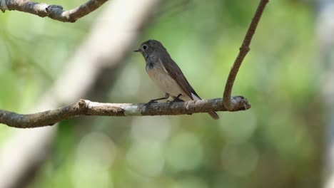 Perched-on-a-tiny-branch-of-a-tree,-the-red-throated-flycatcher-Ficedula-albicilla-was-looking,-up,-down,-and-its-surroundings,-at-Khao-Yai-National-Park,-Nakhon-Ratchasima-in-Thailand