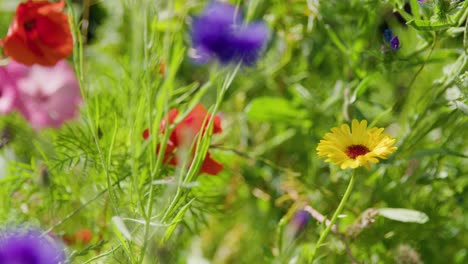 Bunte-Wildblumen-Und-Grünpflanzen,-Die-Sanft-Im-Wind-Wehen