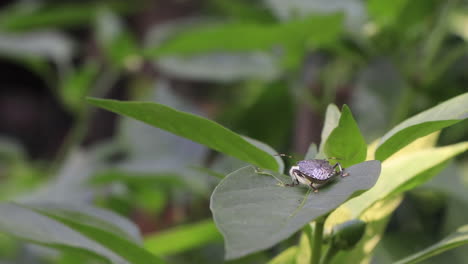 Close-up-of-a-brown-marmorated-stink-bug-on-a-chili-pepper-plant