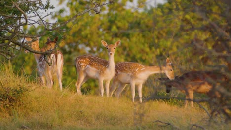 Herd-of-fallow-deer-looking-at-camera,-Oranjezon-Nature-Reserve,-Zeeland