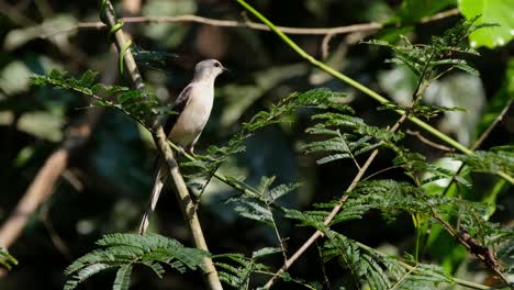 An-Ashy-Minivet-Pericrocotus-divaricatus-perching-on-a-tiny-twig-and-flies-down-back-into-the-forest-of-Khao-Yai-NAtional-Park-in-Nakhon-Ratchasima-province-in-Thailand