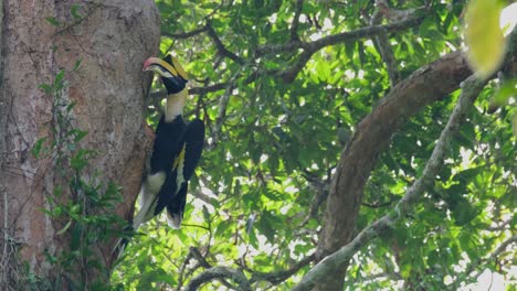 After-feeding-its-mate-that-is-inside-the-cavity-of-a-huge-tree-in-Khao-Yai-National-Park,-the-Great-Hornbill-Buceros-bicornis-flew-and-disappeared-to-the-bottom-right-side-of-the-frame